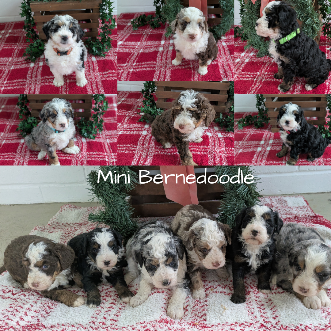 MINI BERNEDOODLE (11/07) FEMALE