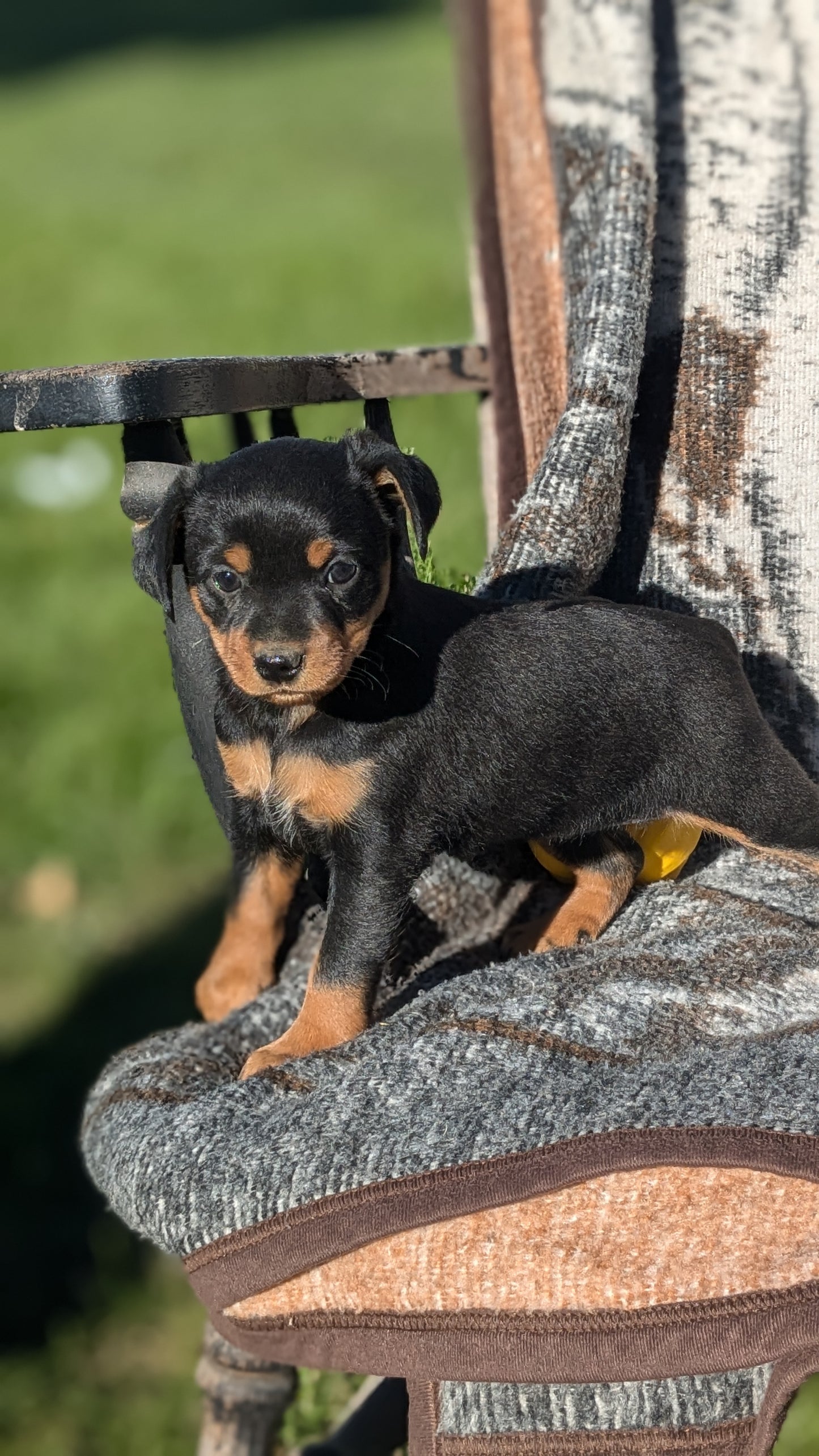 MINI PINSCHER (08/24) FEMALE