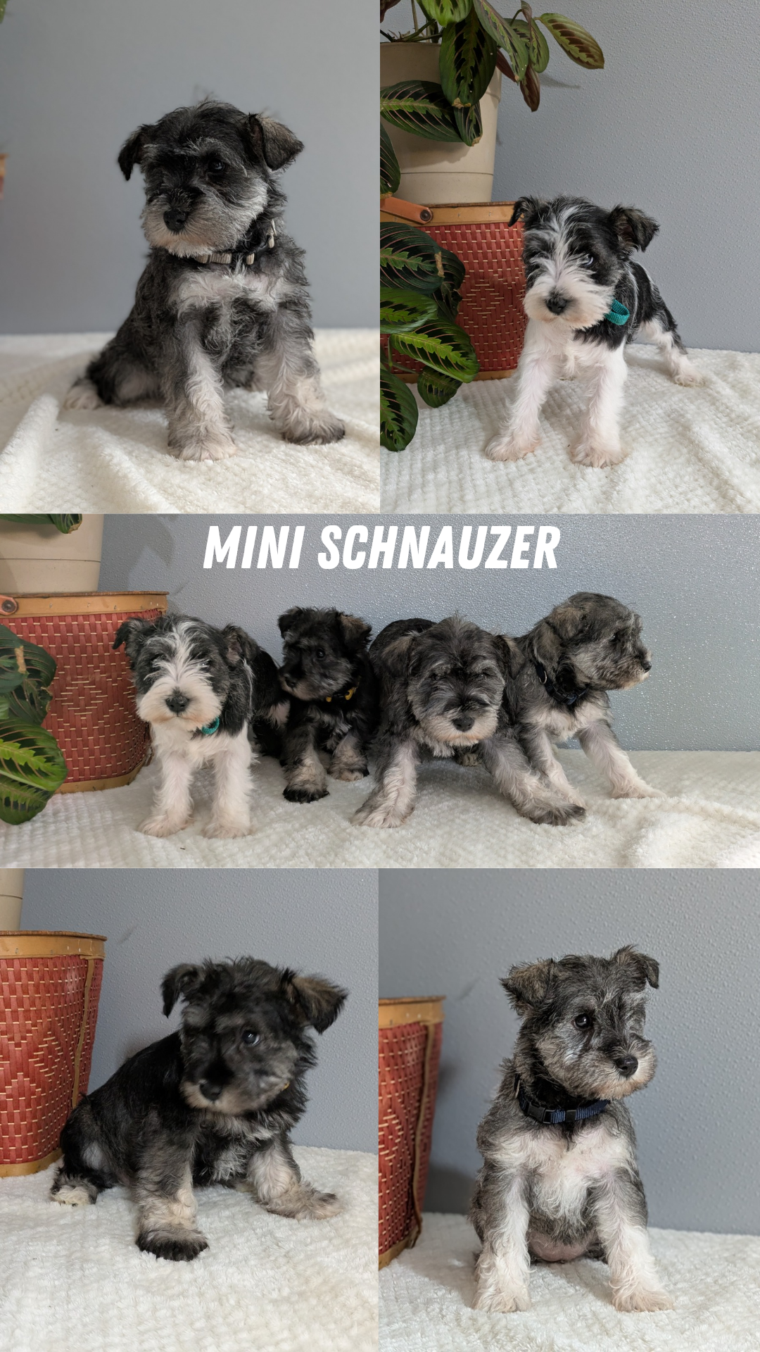 MINI SCHNAUZER (01/08) MALE