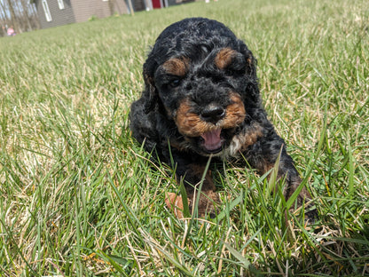 COCKAPOO (03/09) MALE