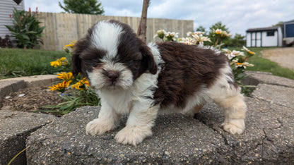 SHIH TZU (06/22) FEMALE