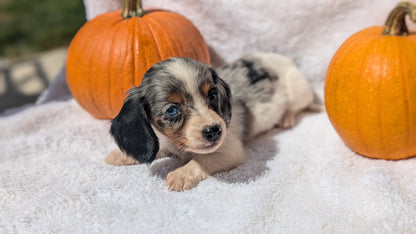 MINI DACHSHUND (07/22) MALE