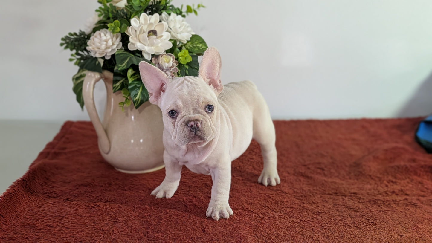 FRENCH BULLDOG (12/21) FEMALE