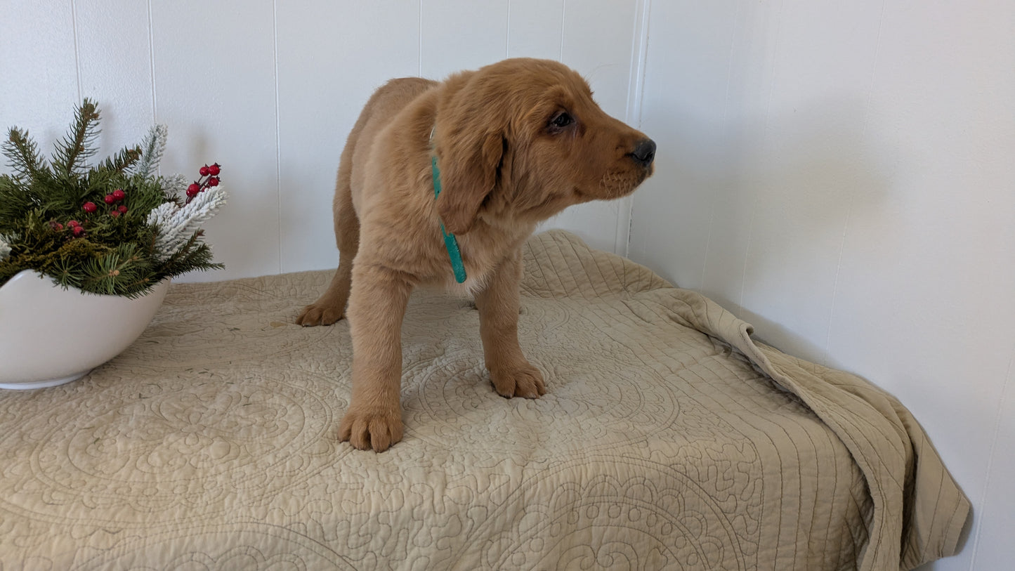 GOLDEN RETRIEVER (11/13) FEMALE