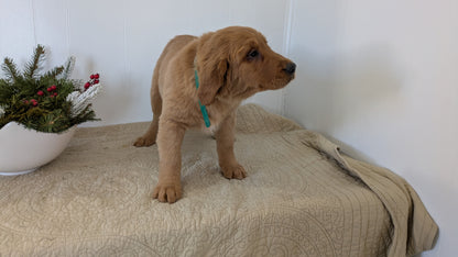 GOLDEN RETRIEVER (11/13) FEMALE