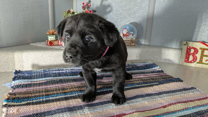 LABRADOR X TERRIER (11/08) FEMALE