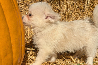 POMSKY-POO (08/13) MALE