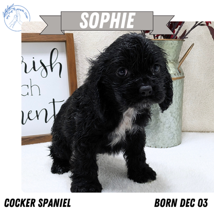 COCKER SPANIEL (12/03) FEMALE