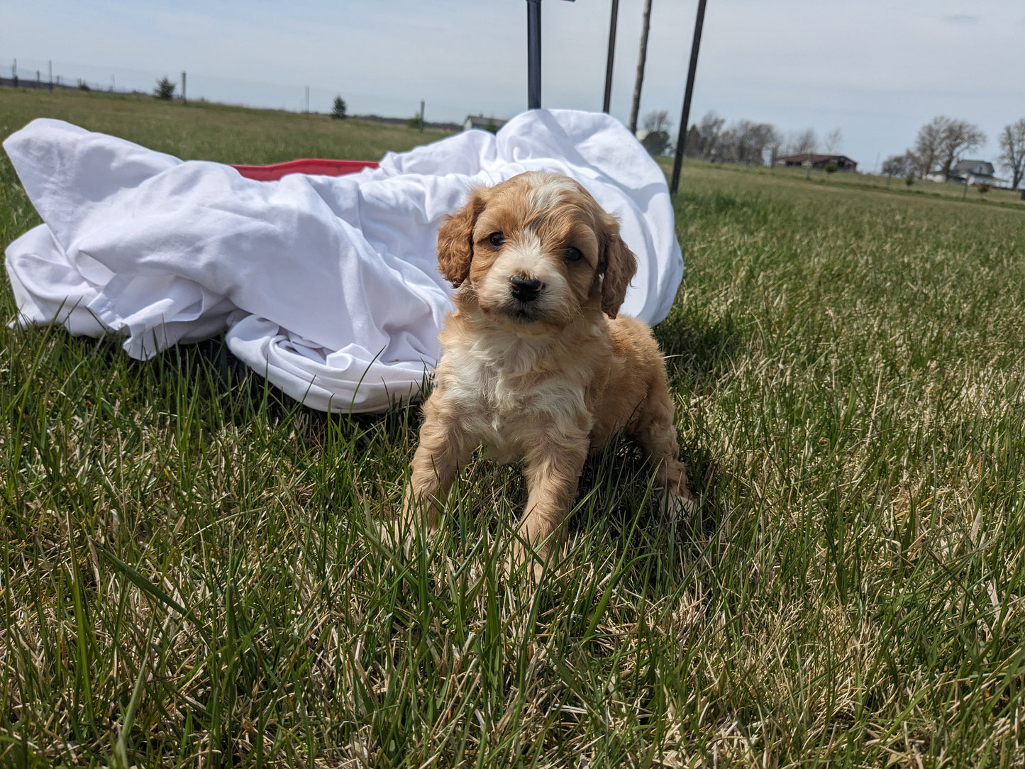 CAVAPOO (03/07) MALE