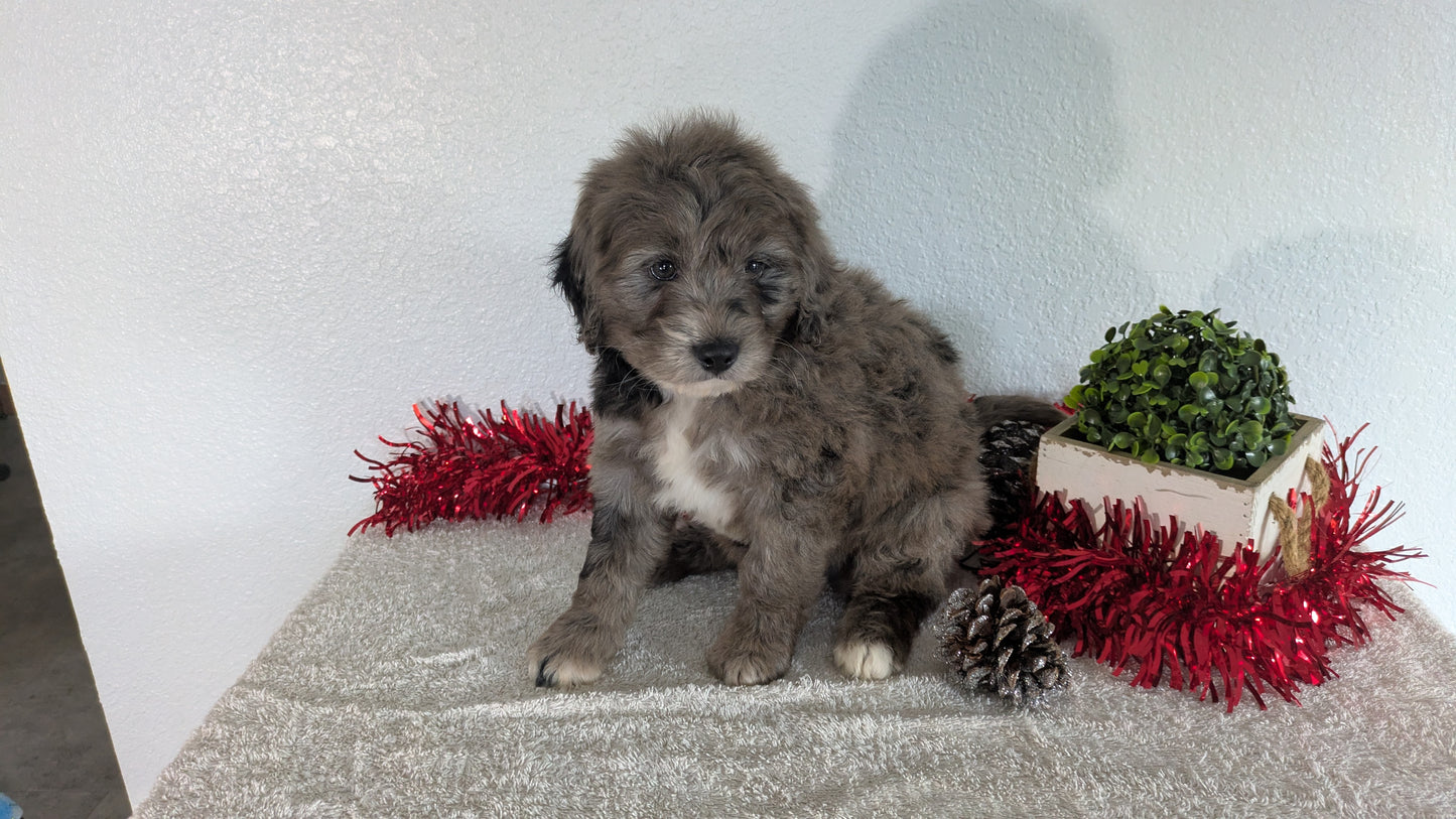 MINI BERNEDOODLE (10/14) MALE