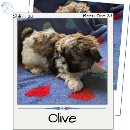 SHIH TZU (10/23) FEMALE