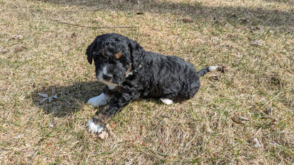 MINI BERNEDOODLE (02/03) FEMALE