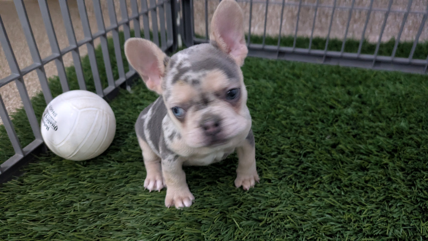 FRENCH BULLDOG (11/19) FEMALE