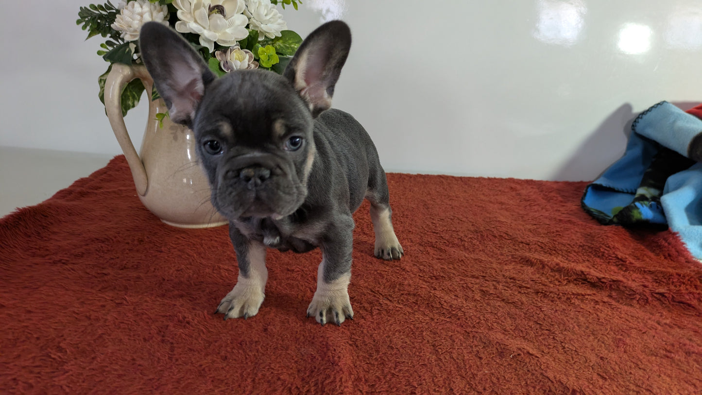 FRENCH BULLDOG (12/21) MALE