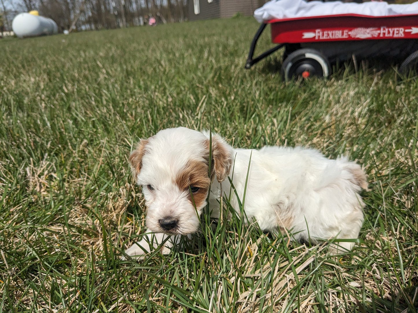 COCKAPOO (03/09) FEMALE