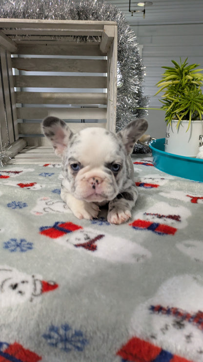 FRENCH BULLDOG (10/30) FEMALE