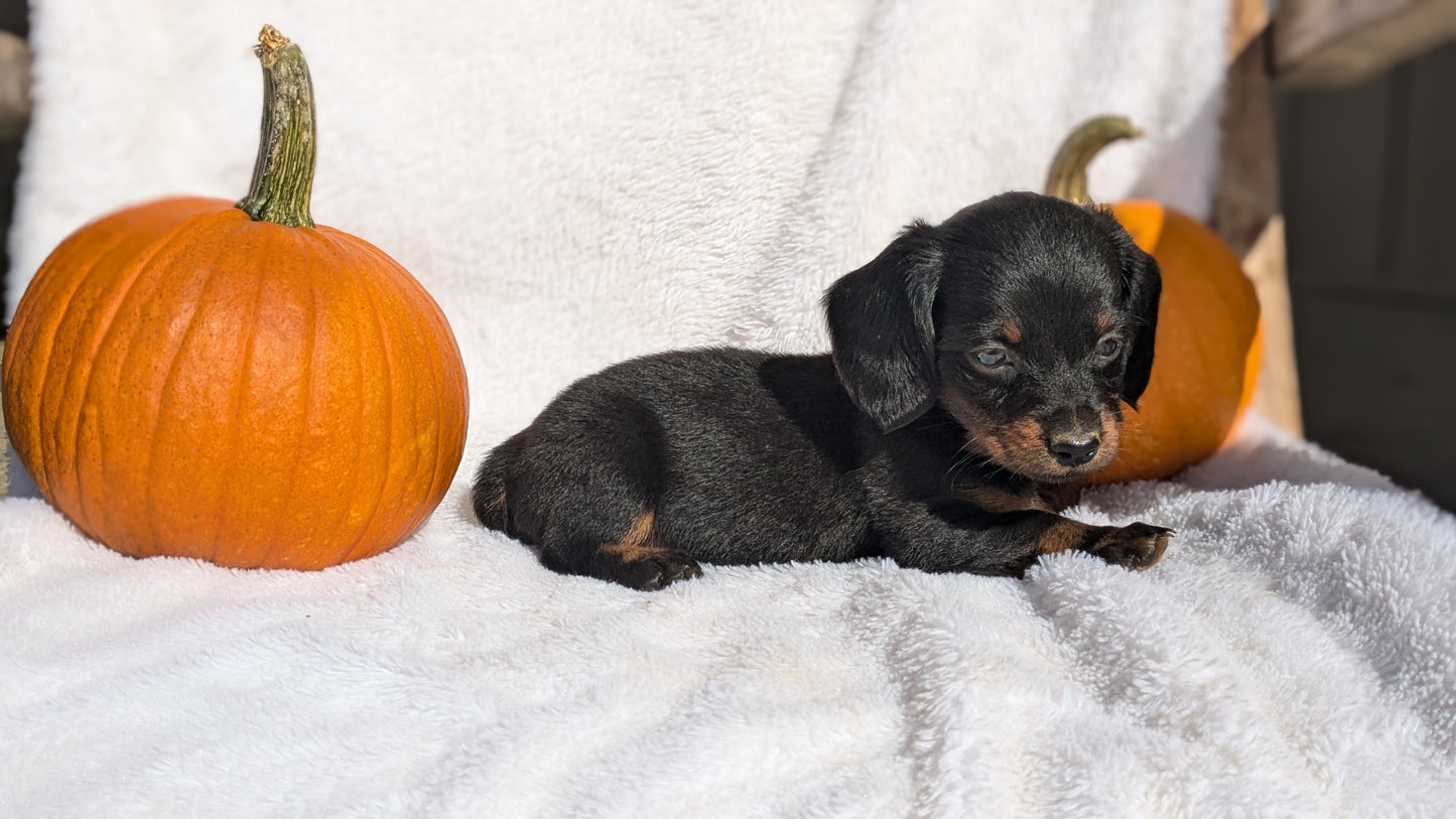 MINI DACHSHUND (07/22) FEMALE