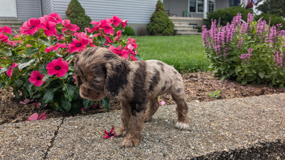 COCKER SPANIEL (06/16) FEMALE