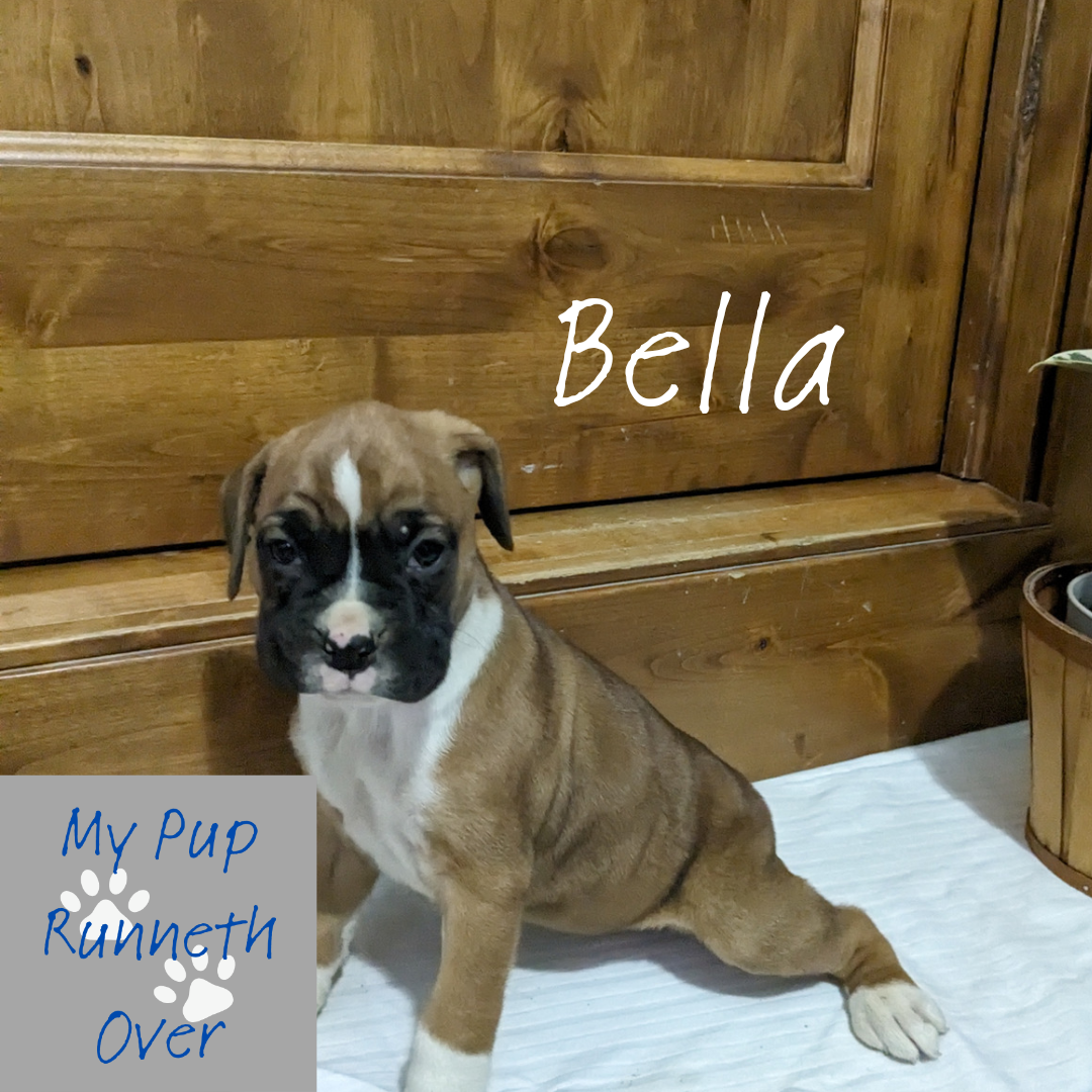 BOXER (12/7/23) FEMALE