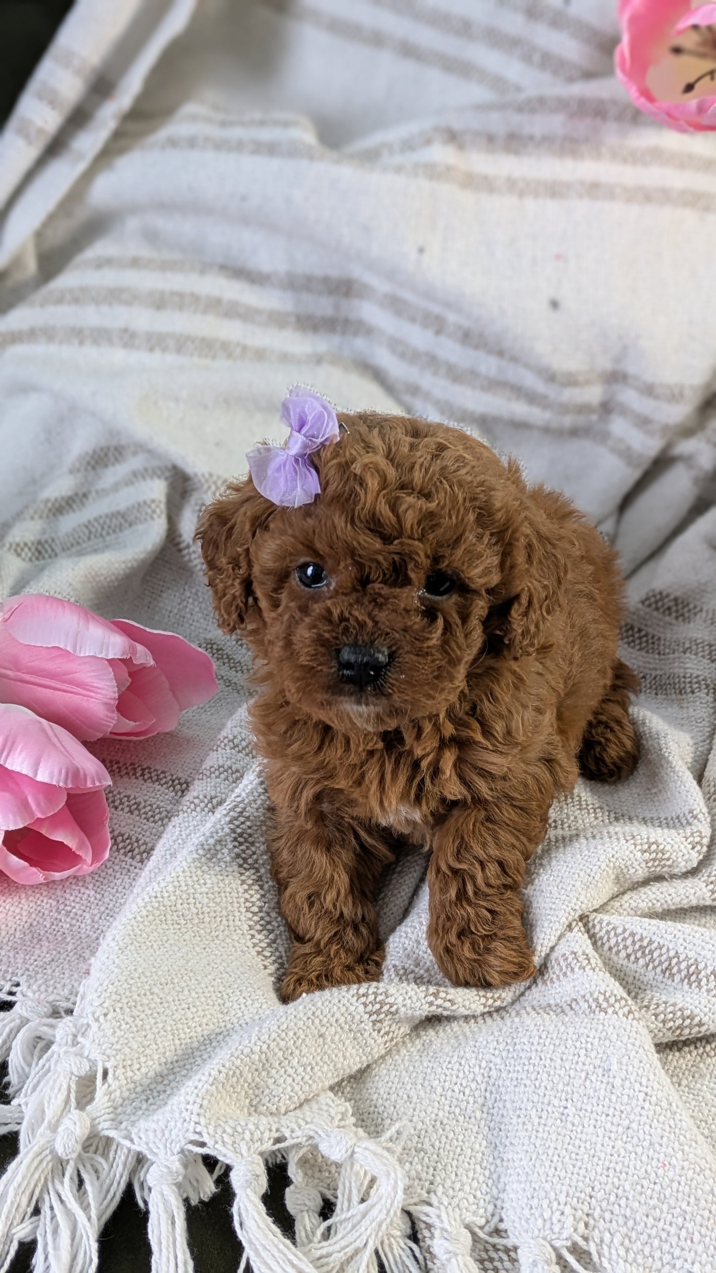 CAVAPOO (01/10) FEMALE