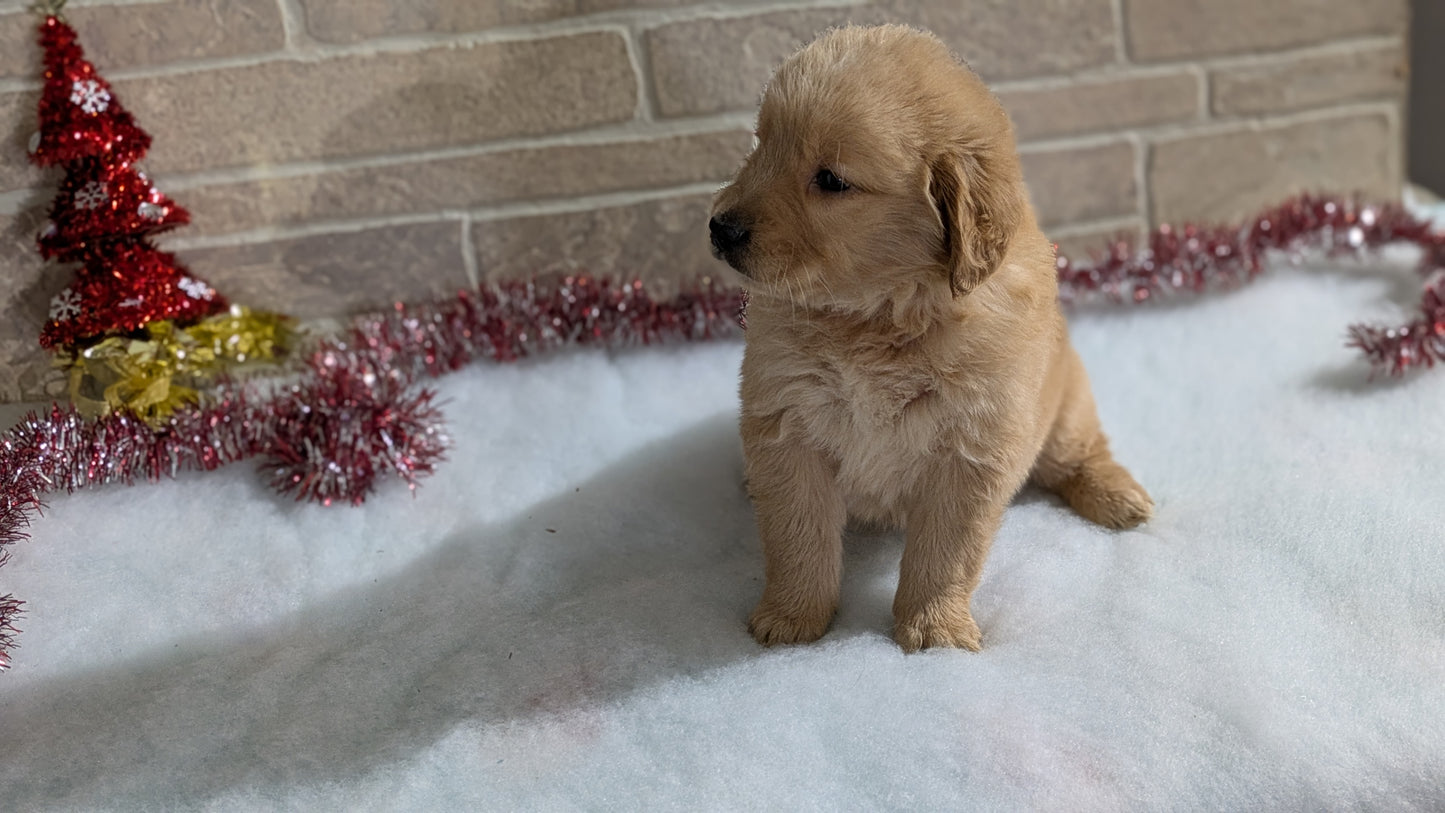 GOLDEN RETRIEVER (11/09) FEMALE