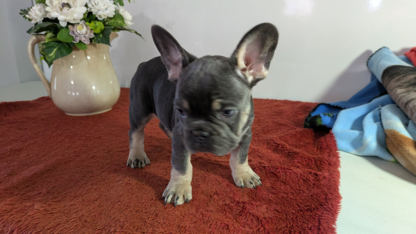 FRENCH BULLDOG (12/21) MALE