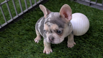 FRENCH BULLDOG (11/19) FEMALE