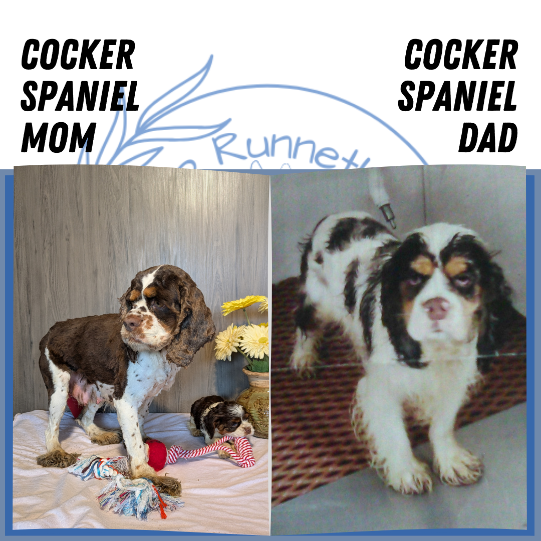 COCKER SPANIEL (12/21) FEMALE