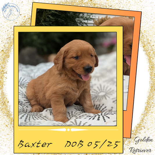 GOLDEN RETRIEVER (05/25) MALE