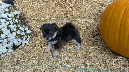 POMSKY-POO (08/13) FEMALE