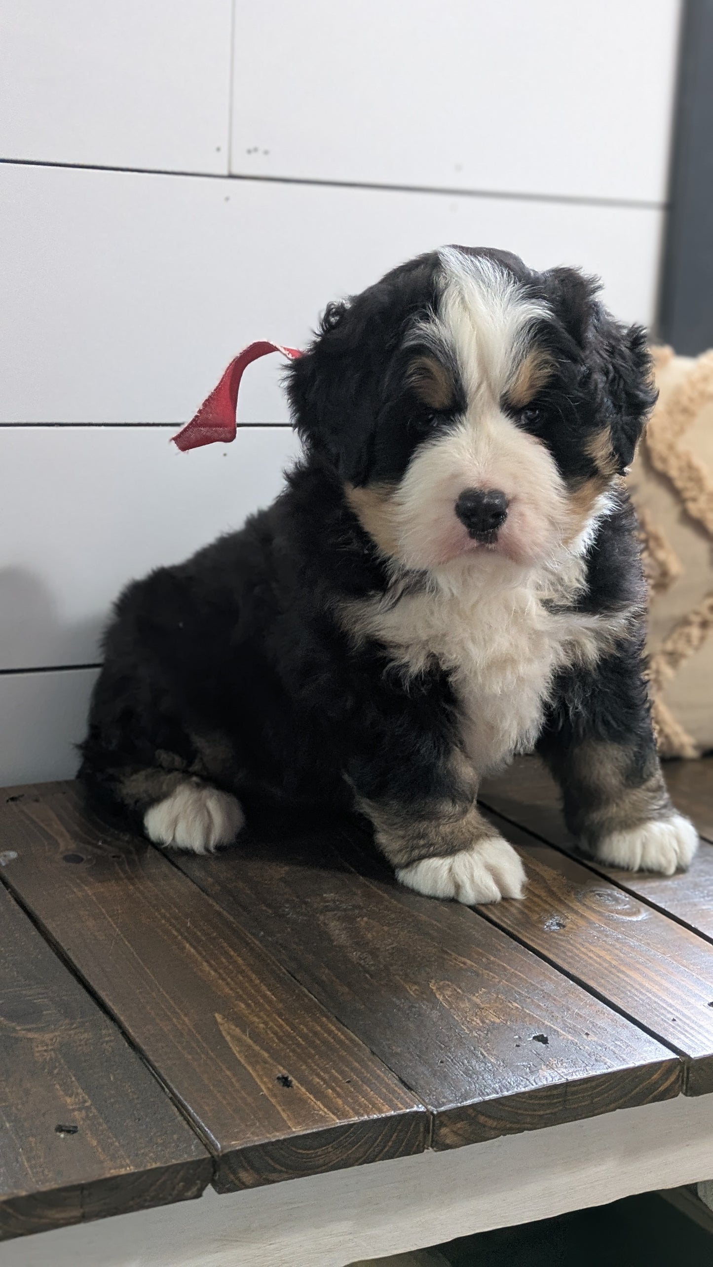 BERNESE MOUNTAIN DOG (11/17) MALE