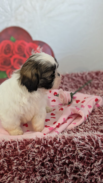 SHIH TZU (12/08) MALE