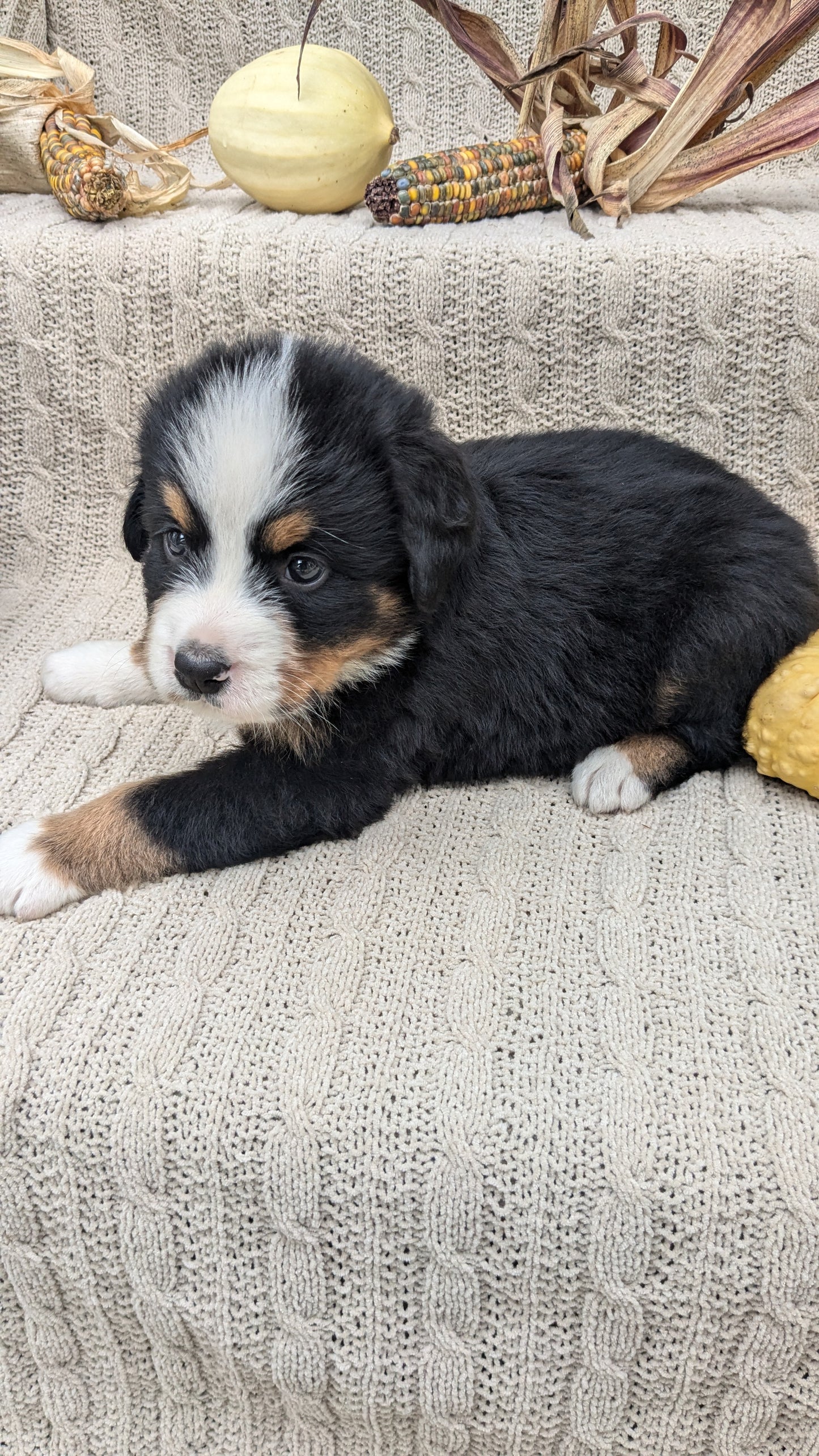 BERNESE MOUNTAIN DOG (08/18) MALE