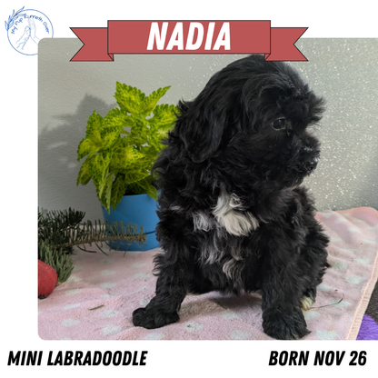 MINI LABRADOODLE (11/26) FEMALE