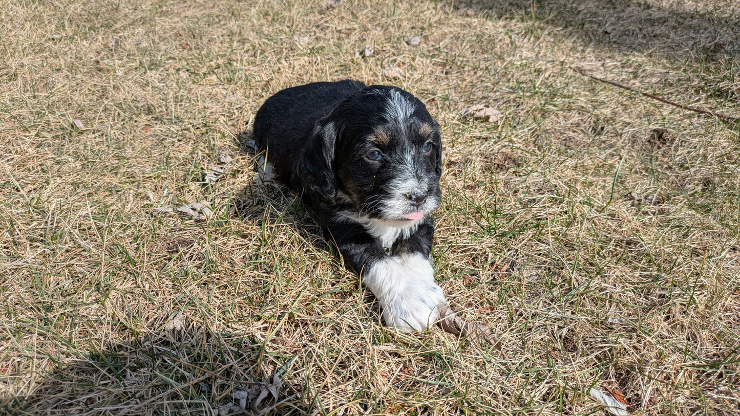 MINI BERNEDOODLE (02/03) FEMALE