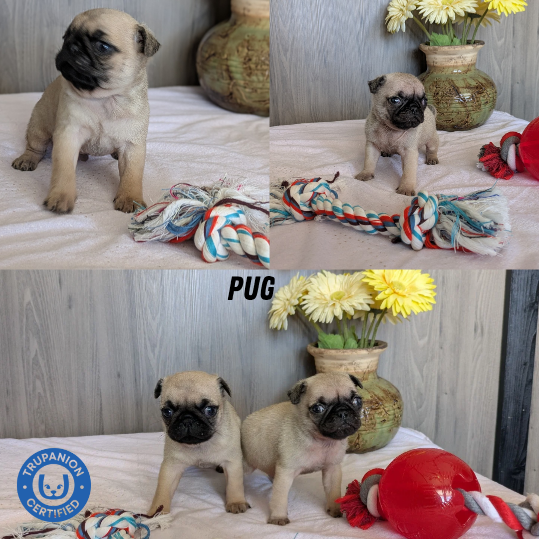 PUG (01/10) MALE