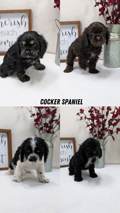 COCKER SPANIEL (12/03) FEMALE