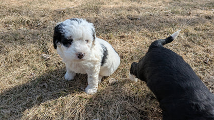 MINI BERNEDOODLE (02/03) FEMALE