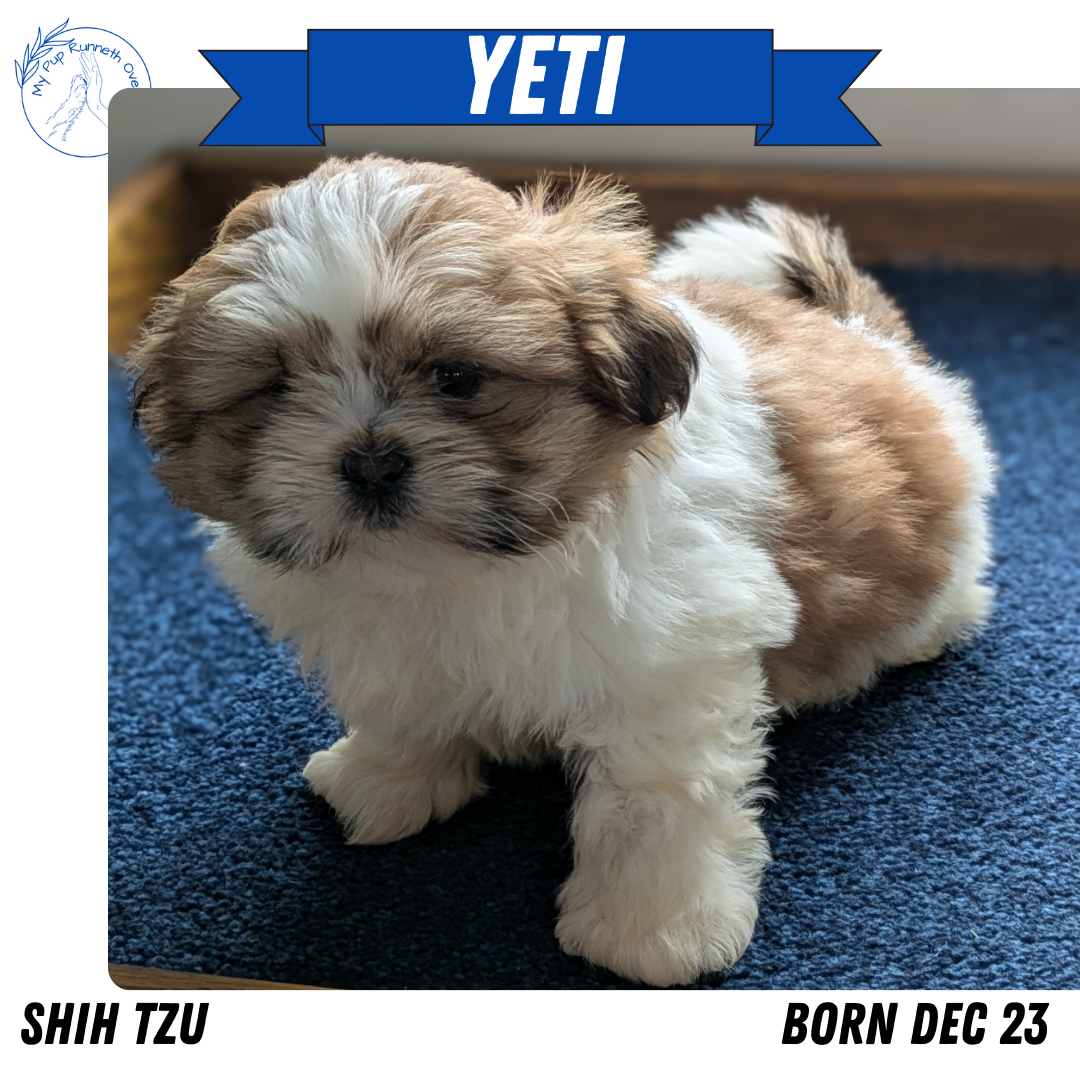 SHIH TZU (12/23) MALE