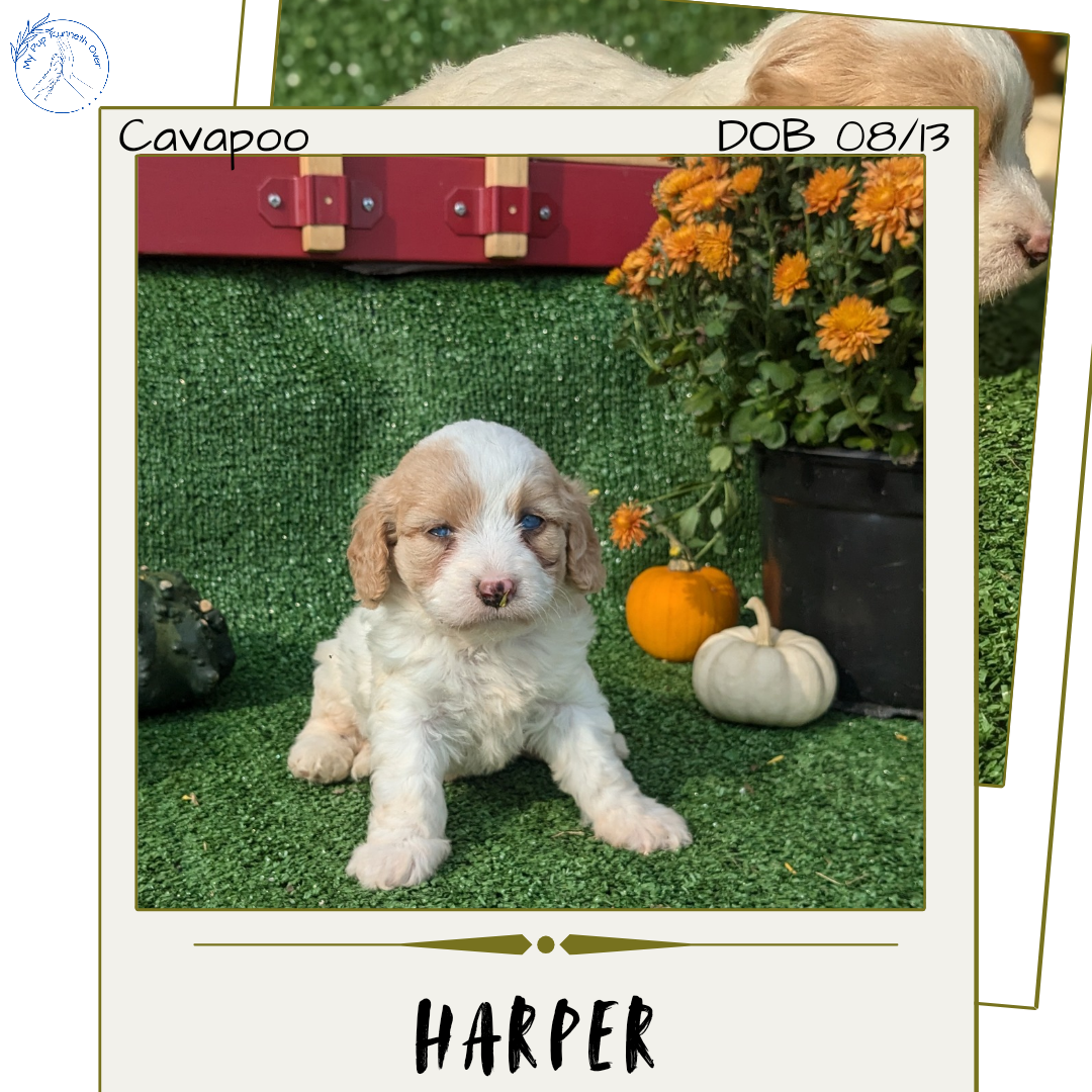 CAVAPOO (08/13) FEMALE