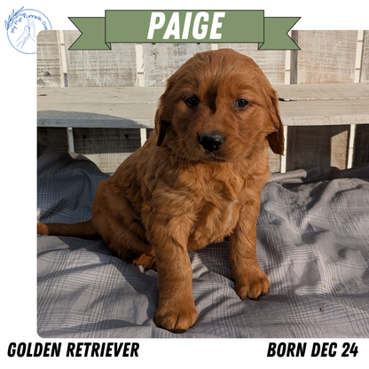 GOLDEN RETRIEVER (12/24) FEMALE