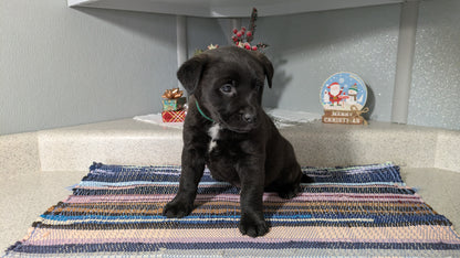 LABRADOR X TERRIER (11/08) MALE