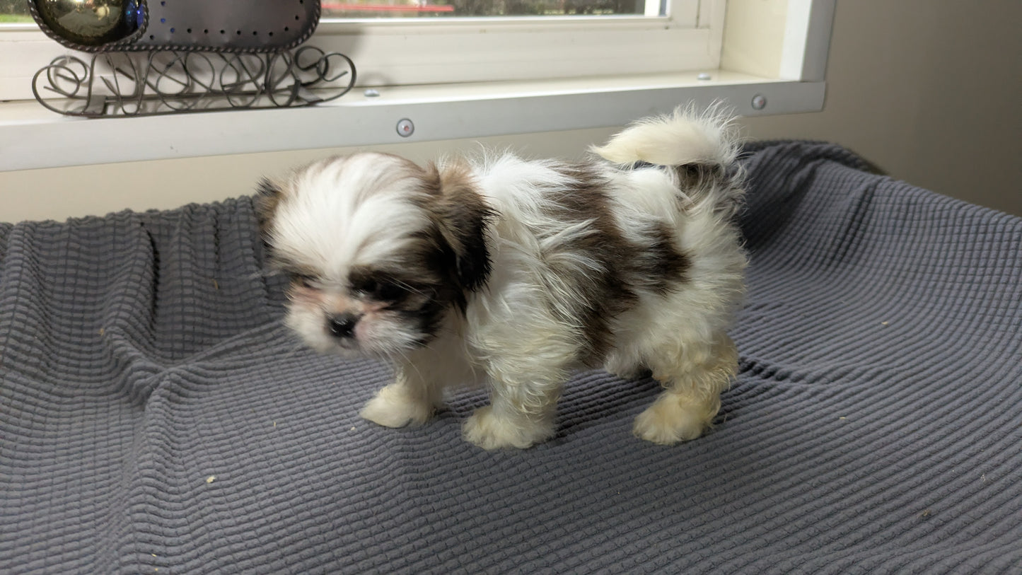 SHIH TZU (10/30) MALE