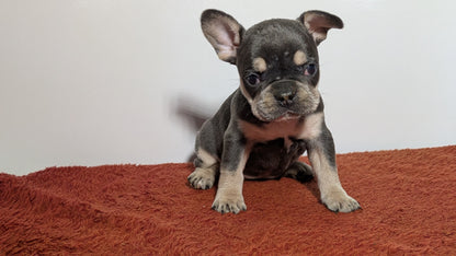 FRENCH BULLDOG (12/21) FEMALE