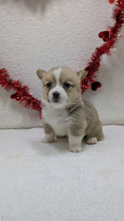 CORGI (12/19) MALE