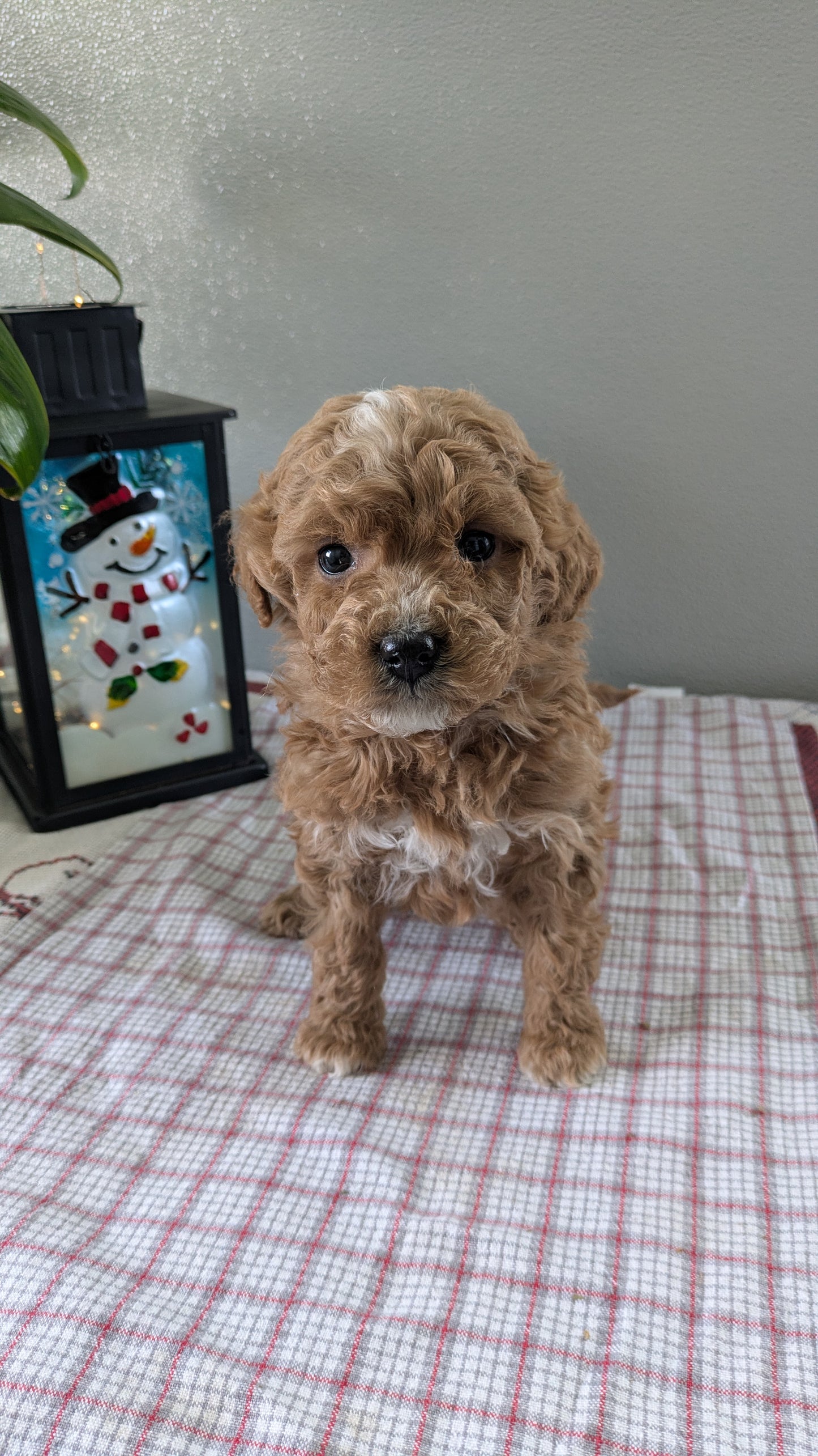 MINI GOLDENDOODLE (12/09) FEMALE