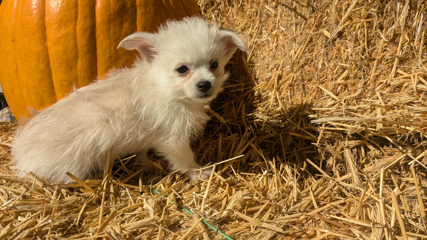 POMSKY-POO (08/13) FEMALE