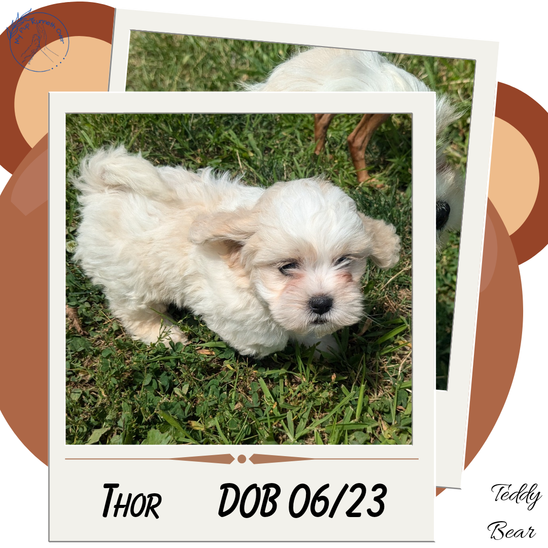 TEDDY BEAR (06/23) MALE