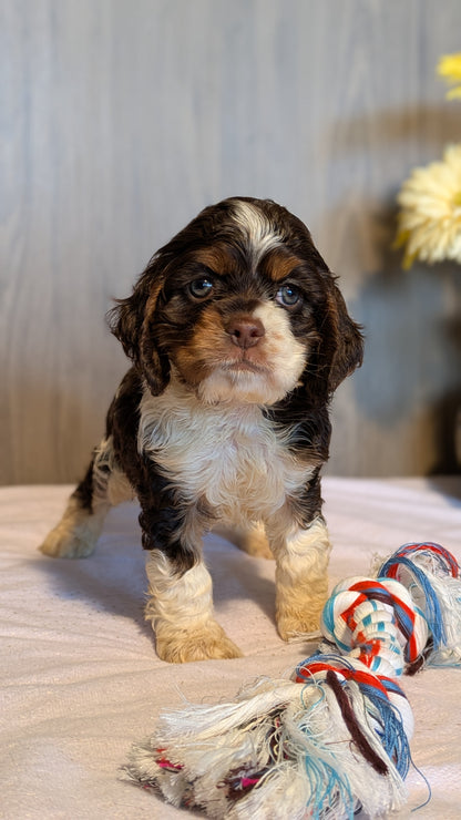 COCKER SPANIEL (12/21) MALE