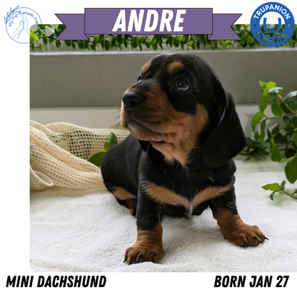 MINI DACHSHUND (01/27) MALE